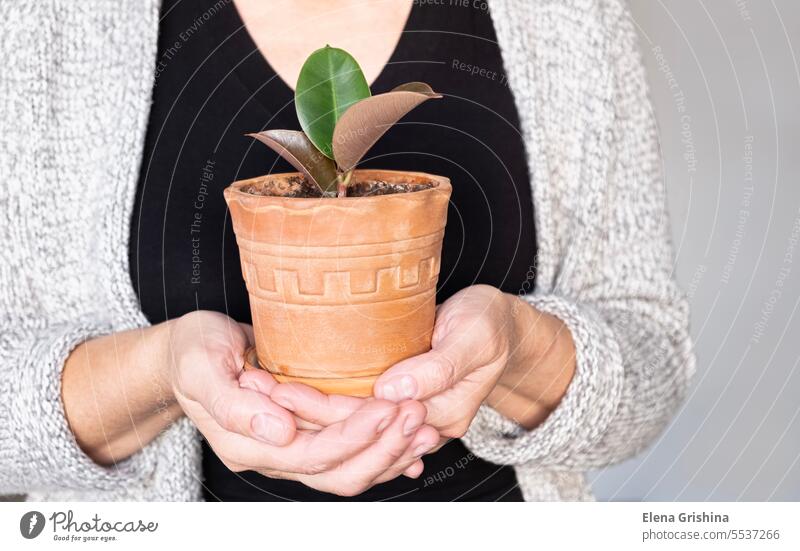 Female hands hold a small seedling of ficus elastica in a ceramic pot. Houseplant care concept. Close up. house plant tree ficus tree female tropical leaves