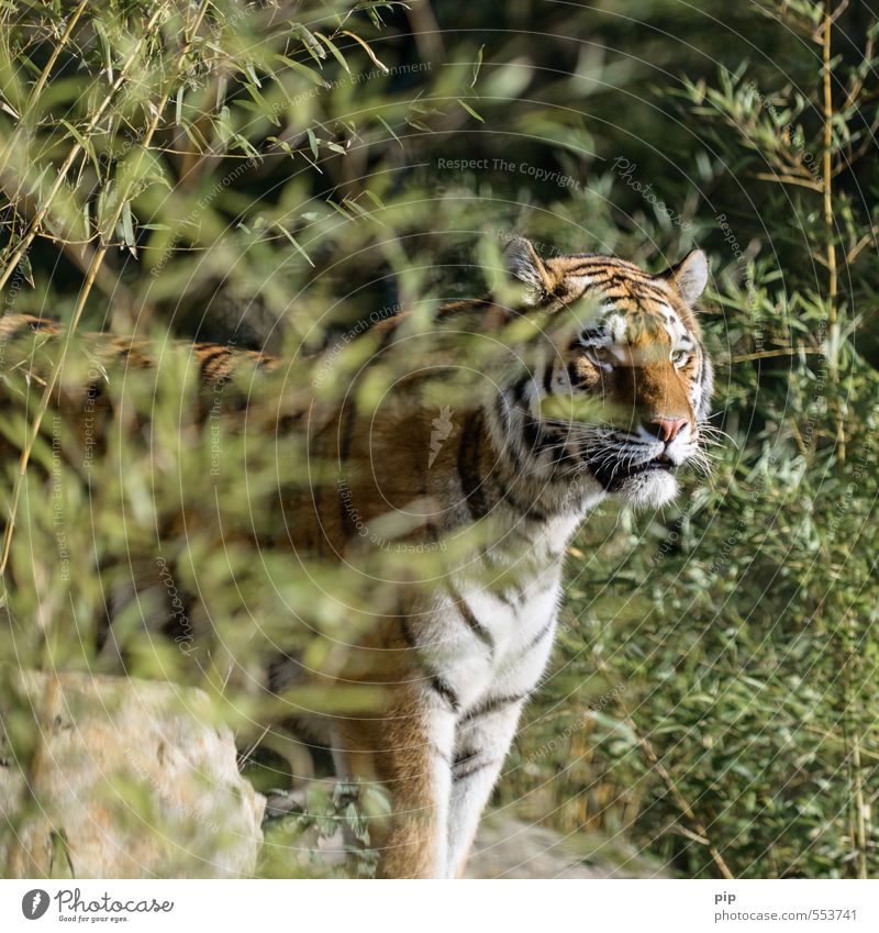 more deliberate Plant Bamboo Animal Wild animal Animal face Zoo Tiger Big cat 1 Observe Looking Threat Captured Animal protection Hospitalization Beautiful