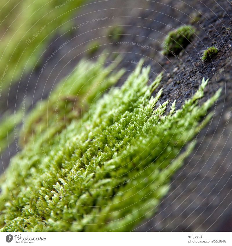 force of nature Plant Climate Moss Aggression Green Black Nature Survive Conquer Overgrown Crawl Cover up Colour photo Exterior shot Close-up Detail Deserted