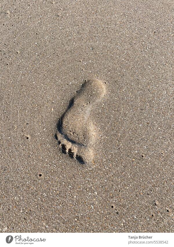 a Stock the Dog from - footprints on footsteps Free the Photo Royalty wet Photocase sand. on Animal beach