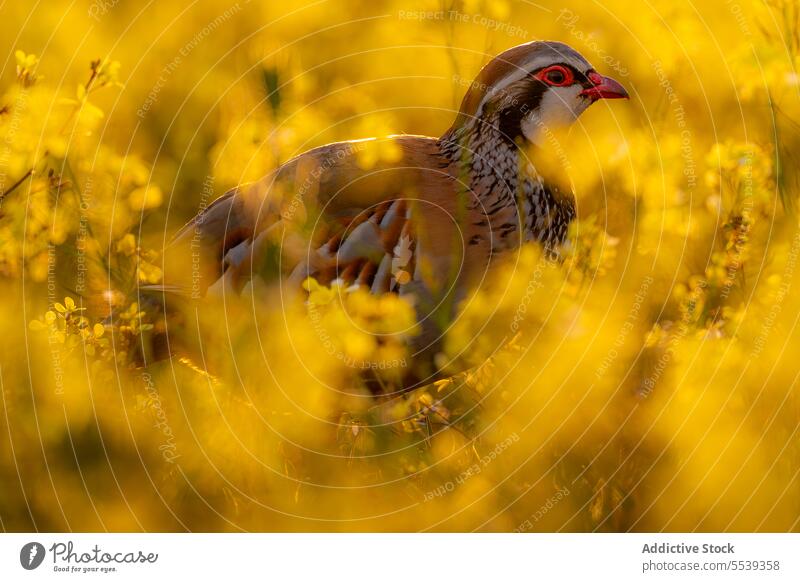 Partridge Plumage Feathers - Natural