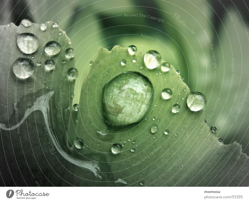 gingko Wet Leaf Ginko Rain Drops of water Detail leaf margin
