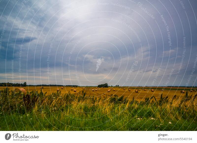 Late summer - farmland with straw bales acre Landscape Straw Bale of straw Field Agriculture Summer Sky Exterior shot Harvest Agricultural crop Stubble field