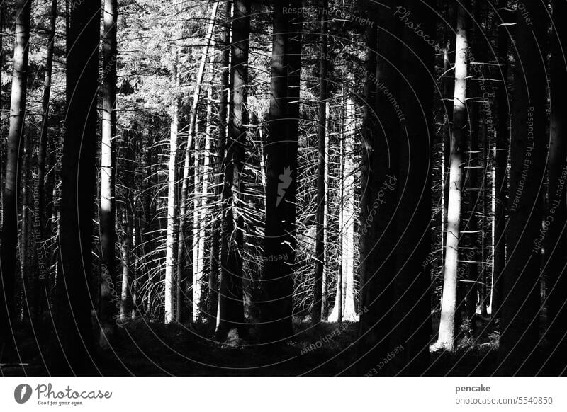 the beginning of the end | black and white thinking black-white Forest Contrasts Think black and white Nature Landscape Black & white photo