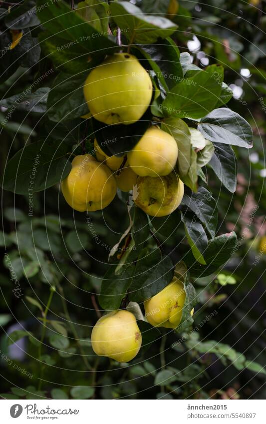 a tree hangs full of ripe yellow quinces Quince Tree Autumn Garden reap Fruit Nature Harvest Yellow Food Fresh Colour photo Green Healthy Mature