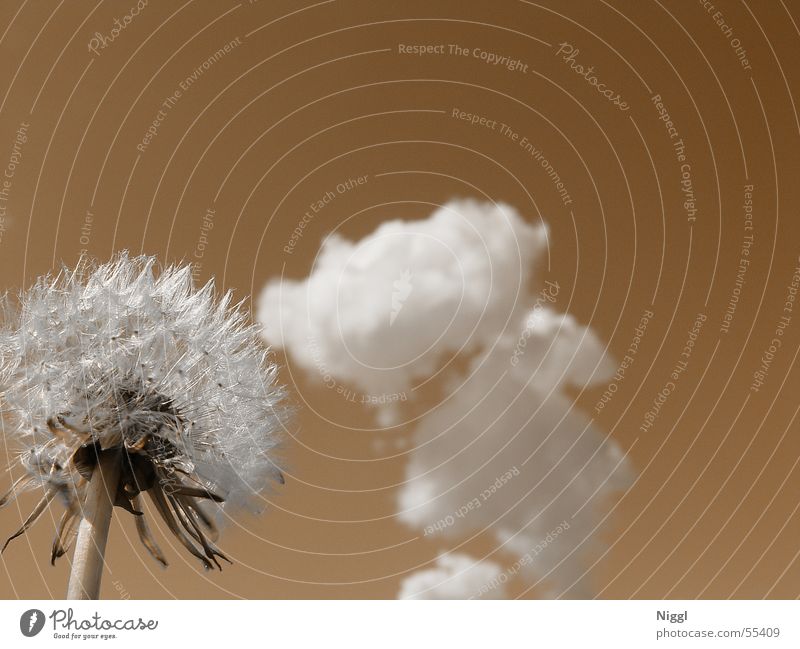 Great Gig In The Sky Dandelion Clouds Duplex Brown Summer Plant Flower Dried Faded Nature Perspective niggl Limp