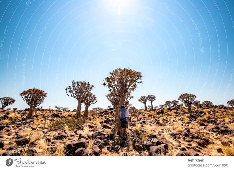 wild namibia Vacation & Travel Nature Exceptional Kokerboom tree Tree Namib desert Namibia Africa Desert Impressive especially Keetmanshoop Plant Warmth