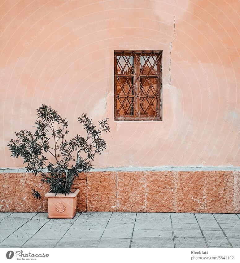 Southern flair in terracotta colors - olive tree in a clay pot in front of a house wall with old lattice window southern flair Terracotta colours Olive tree