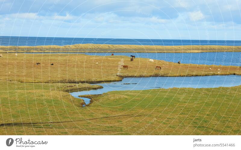 Iceland fjord Bay Beautiful weather Copy Space bottom Blue Copy Space top Water Environment blue sea coast Meadow naturally Day Nature Deserted Landscape Idyll