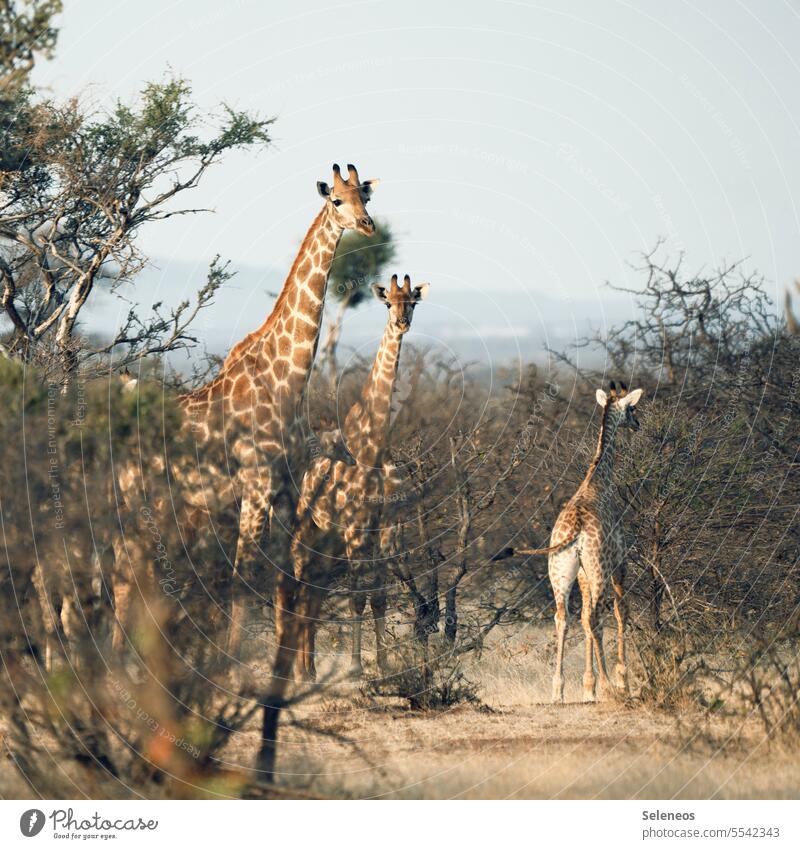 Three angels for ... ah never mind Giraffe Giraffes Nature Safari Animal Africa Exterior shot Colour photo Wild animal Brown Mammal Neck Vacation & Travel