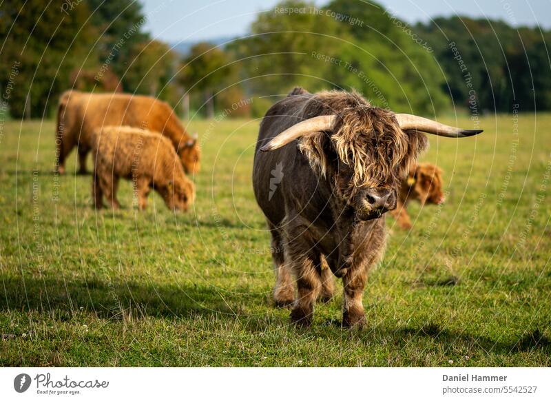 Highland cattle - bull with shiny gray coat and impressive horns walking on a green meadow in autumn. Blurred in the background a calf with mother cow and a row of trees with lightly colored leaves.