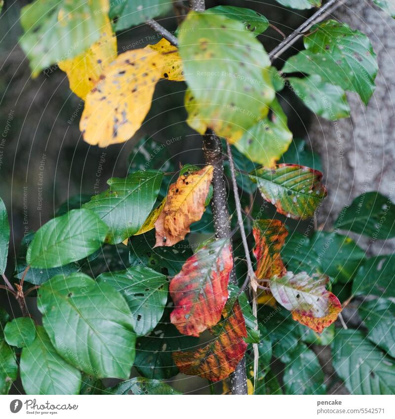 variegated Autumn autumn colours Leaf Autumn leaves Autumnal colours foliage Transience autumn mood Nature Tree Environment