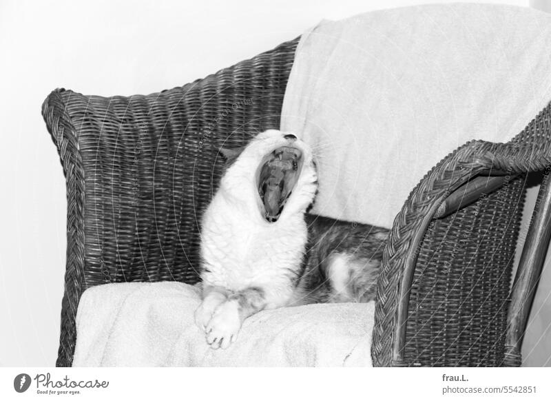 Hangover yawns hangover Cat Pet Animal portrait Armchair tired Awakened Rag sheltered toothless Old gingivitis pigmentation spots