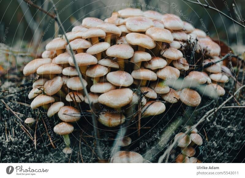 mushrooms Autumn Forest Many Close-up