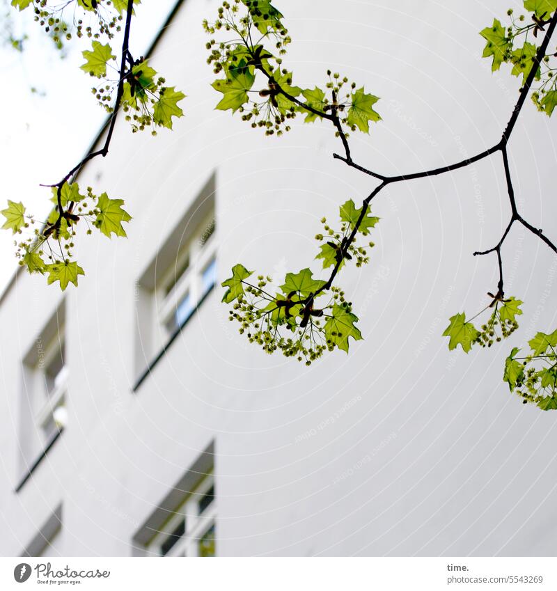 Berlin spring maple blossom Maple tree House (Residential Structure) Tree Sky Branch branches Growth Spring Window Wall (barrier) Facade dwell Nature