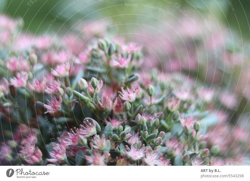 Much in pink Pink blossoms Garden flora floral flowers.delicate Delicate