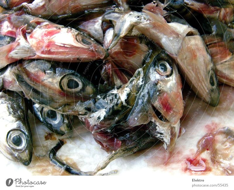 Fish stinks from the head Head Fish head Fishy Eyes Looking Sardine Nutrition Fresh Maritime Fish market Thaw Fishery Fisheye Heap Many Dead animal