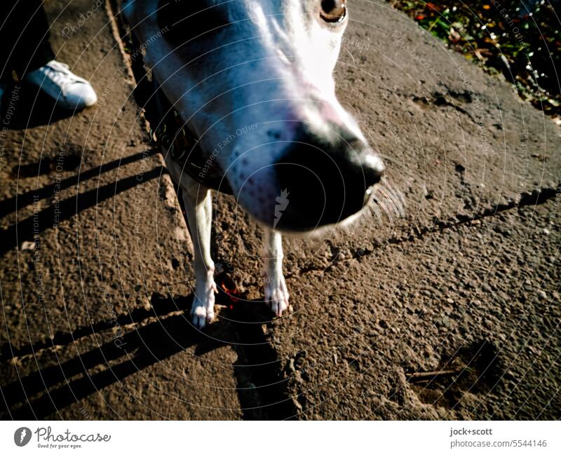 curious snout Whippet Dog Pet Animal Walk the dog Sidewalk inquisitorial Animal portrait go out with the dog To go for a walk Close-up Dog's snout snuffle