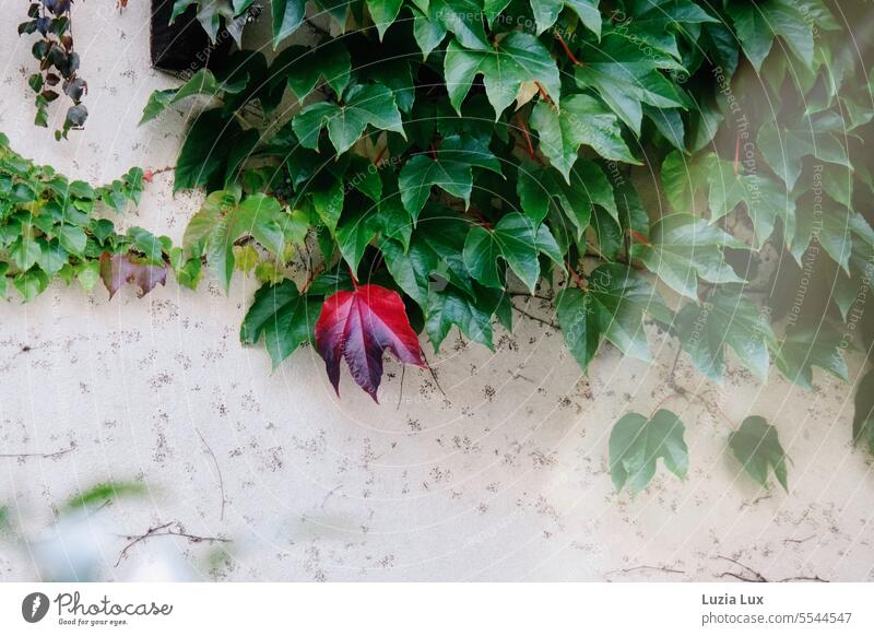 Virgin vine on a bright facade, a single leaf is already autumn red Facade Overgrown Nature Growth Tendril Wall (building) Creeper Autumn leaves