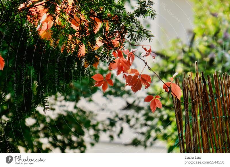 Tendril of a maiden vine already autumn red, blowing in the wind in front of still green conifers Nature Growth Creeper Autumn leaves Autumnal colours Red