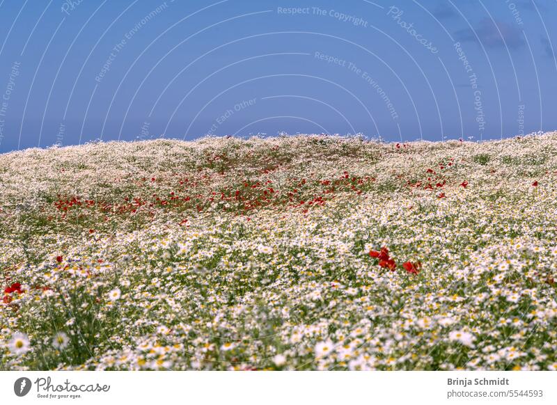 a huge field full of blooming white chamomile and red poppies against a blue summer sky on the Baltic Sea coast flower head marguerite europe scenic color fresh