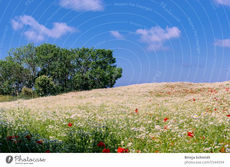 A field with white chamomile and red poppies, some trees against gusty summer sky flower head marguerite europe scenic color fresh growth cultivate healthy
