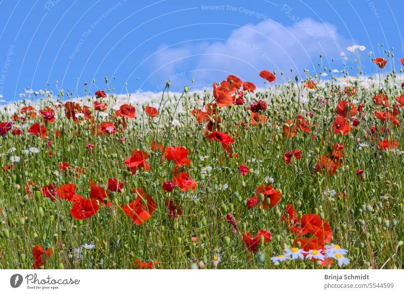 a wildflower meadow with red poppy and white chamomile against blue summer sky flower head marguerite europe scenic color fresh growth cultivate healthy medical