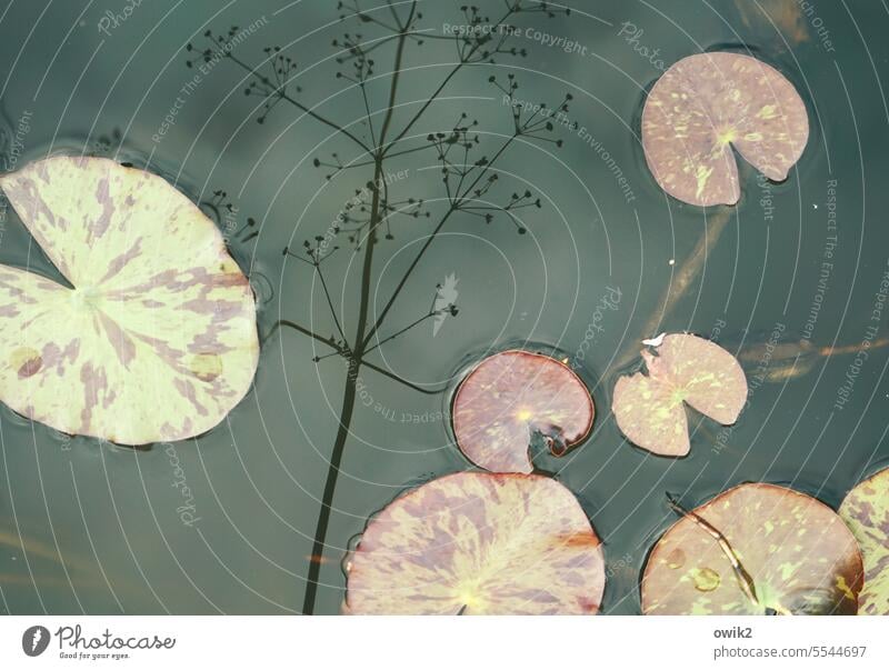 Milieu study leaves lotus Aquatic plant Exterior shot Water lily pads Lotus Leaves Nature Lakeside Plant Idyll tranquillity Surface of water Deserted