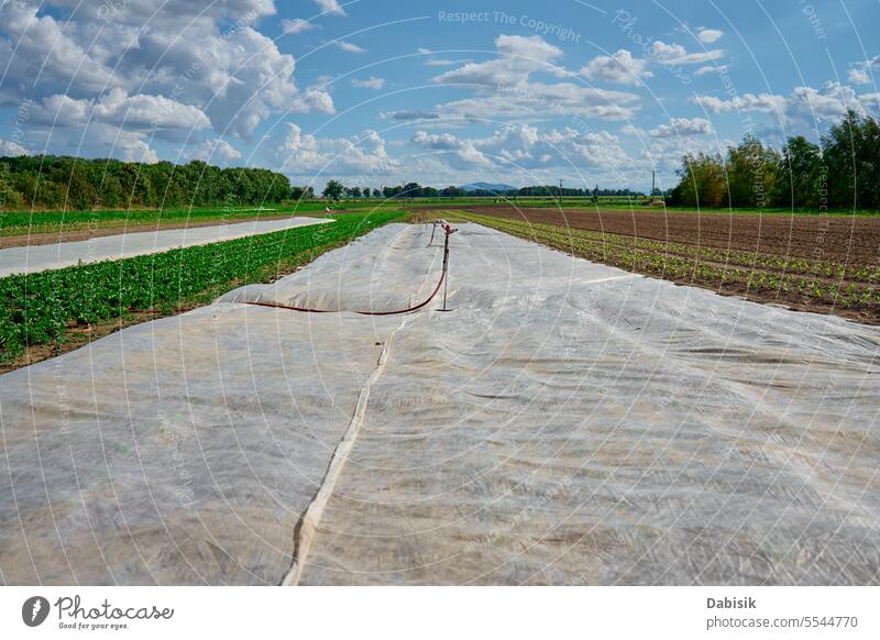 Green field with irrigation system. farming green spray agriculture harvest sprinkler countryside organic agricultural droplet drip crop fresh farmland food