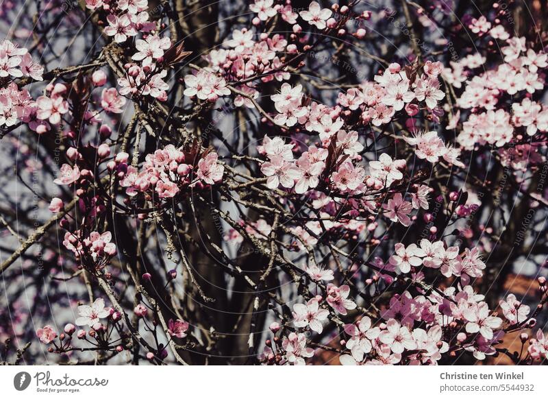 Pink flowers in spring Blossom Spring fever Twig Emotions Happy Happiness Ease naturally Tree Prunus cerasifera blood plum Exceptional Esthetic pretty Moody