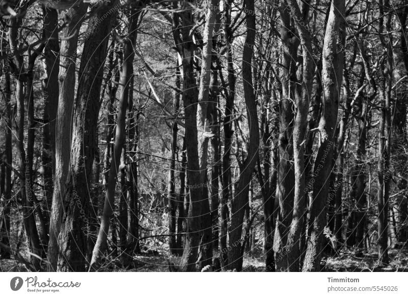 Wood (sticks) - standing Forest tribes Nature Tree trunk Thin Narrow Light light and dark Black & white photo Deserted Shadow Exterior shot Contrast