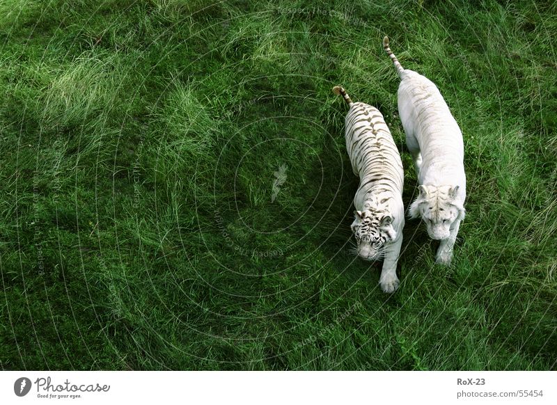 Wild couple Tiger Animal Green Grass White 2 Live Nature Life Wild animal withe Americas In pairs Pair of animals