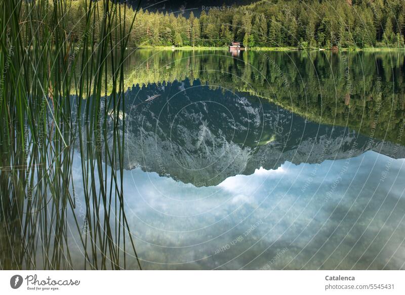 Parallel world / reflection Lake mountain lake Lakeside Juncus Water Mountain Reflection Alps Landscape Nature Idyll Calm Sky Hiking Relaxation Forest Spruce