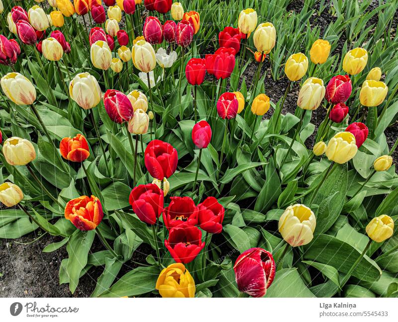 Tulips tulips bouquet of tulips Tulip blossom Green Spring fever Nature flowers Blossoming Plant Flower Bouquet Decoration Yellow Deserted pretty Mother's Day