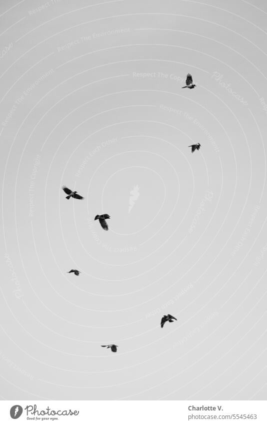 Hooded crows show their flying skills | black and white photo animals Wildlife birds Hooded Crows Flock Flock of birds Flying Floating group Group of animals