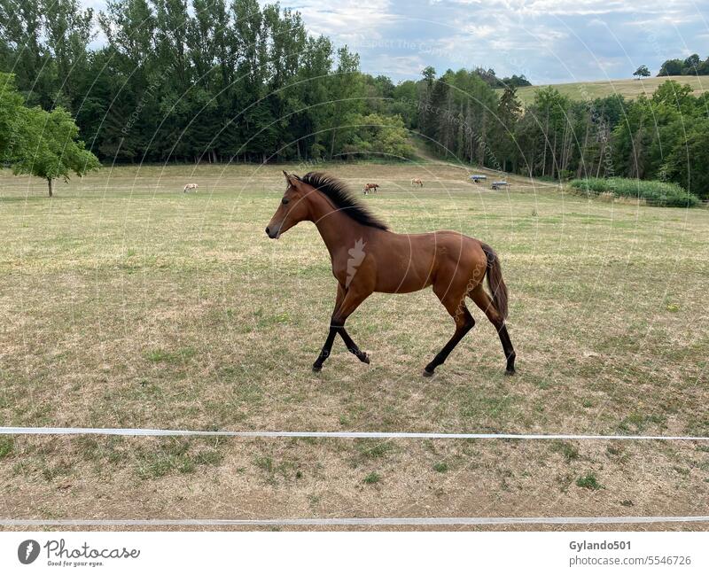 Trotting Trakehner foal in the pasture Foal Horse trotting Trakehner breed jog youthful pretty Elegant Trotting foals Trotting horse outside Rider animals