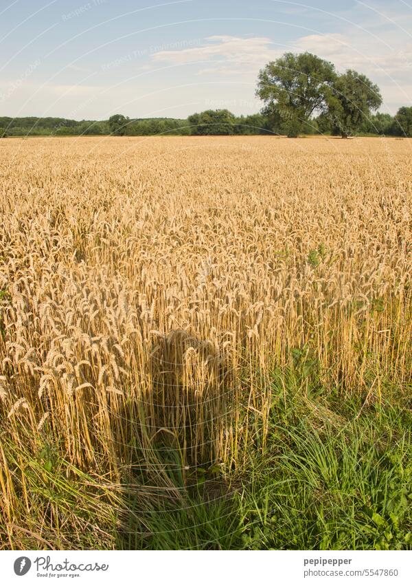 Shadow of a photographer on a field of grain Cornfield Rye field Field Grain Grain field Agricultural crop Agriculture Ear of corn Growth Food Exterior shot
