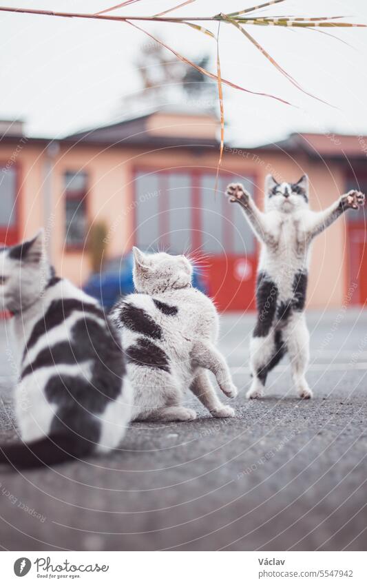 Portrait of a white and black kittens with a bell jumping and playing with a toy. Children's joy of playing games. Family pet. Enthusiastic and interested expression