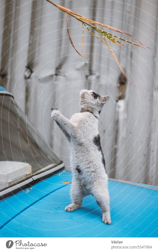 Portrait of a white and black kitten with a bell jumping and playing with a toy. Children's joy of playing games. Family pet pets feline gentle curious darling