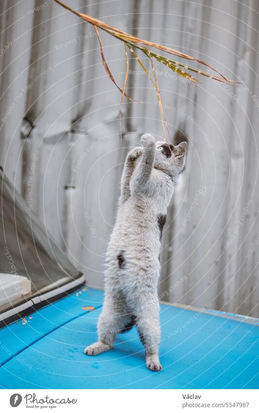 Portrait of a white and black kitten with a bell jumping and playing with a toy. Children's joy of playing games. Family pet pets feline gentle curious darling