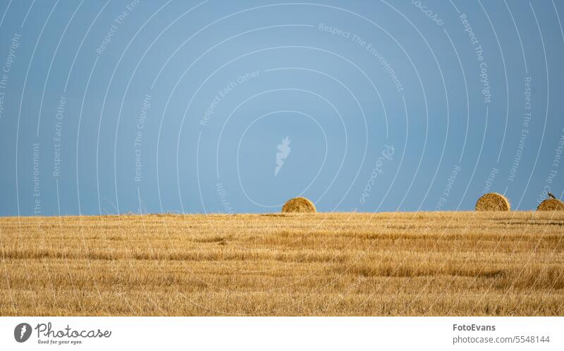 Straw bales on harvested field with blue sky horizon copyspace hay nature roll Rural straw agriculture summer cereal farm ranch stubble Copy Space landscape