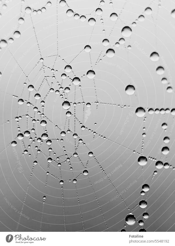 Of Dewdrops and Spider Webs