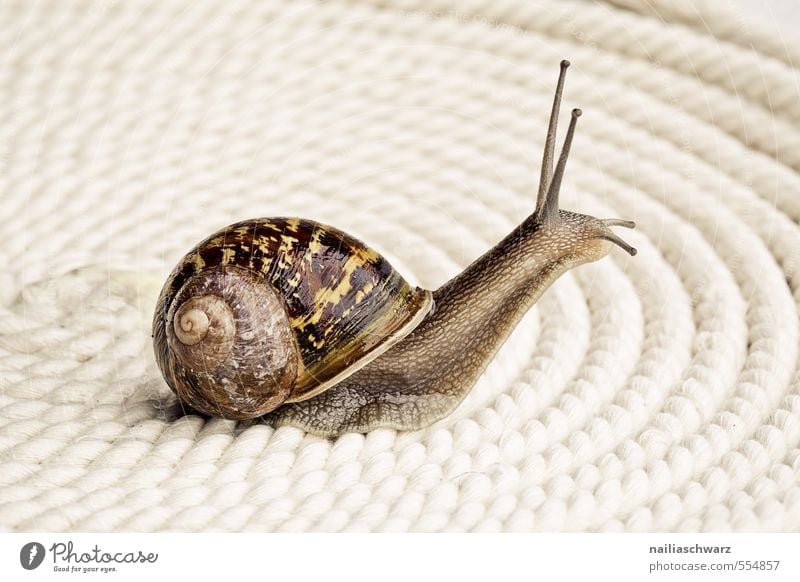 racing snail Summer Animal Wild animal Snail Vineyard snail reindeer snail 1 Glittering Round Slimy Brown Yellow Crawl Speed Colour photo Subdued colour