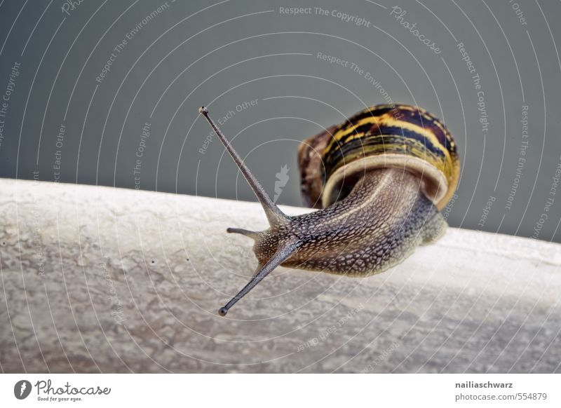 snail Summer Animal Wild animal Snail 1 Stone Line Observe Crawl Running Looking Beautiful Natural Curiosity Cute Yellow Gray Interest Discover checking snails