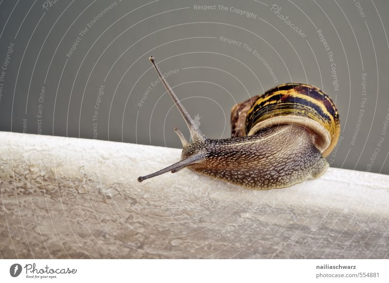 curious snail Summer Nature Animal Snail 1 Observe Discover Crawl Running Looking Simple Happiness Natural Curiosity Cute Beautiful Yellow Gray Spring fever