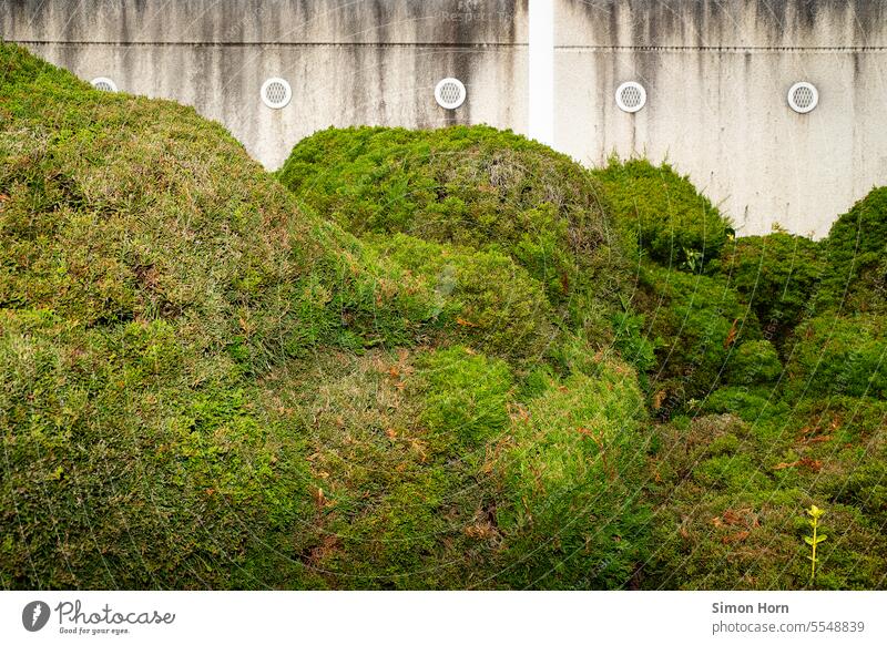 Bush landscape in front of garages Hedge Garage settlement Settlement shape shrubby Hill hilly Green tones Landscape Adornment landscape gardening Market garden