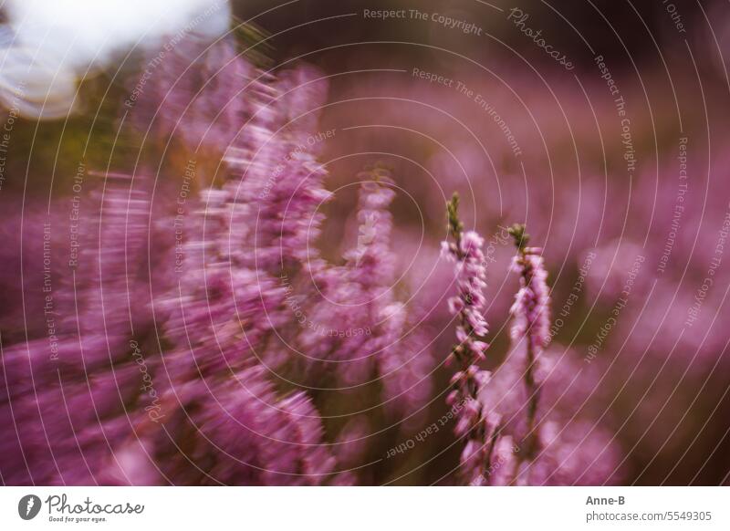 beautiful oblique picture of blooming heather on a blooming heath area Heathland Blossoming Erika mangenta lensbaby blurriness September heather blossom