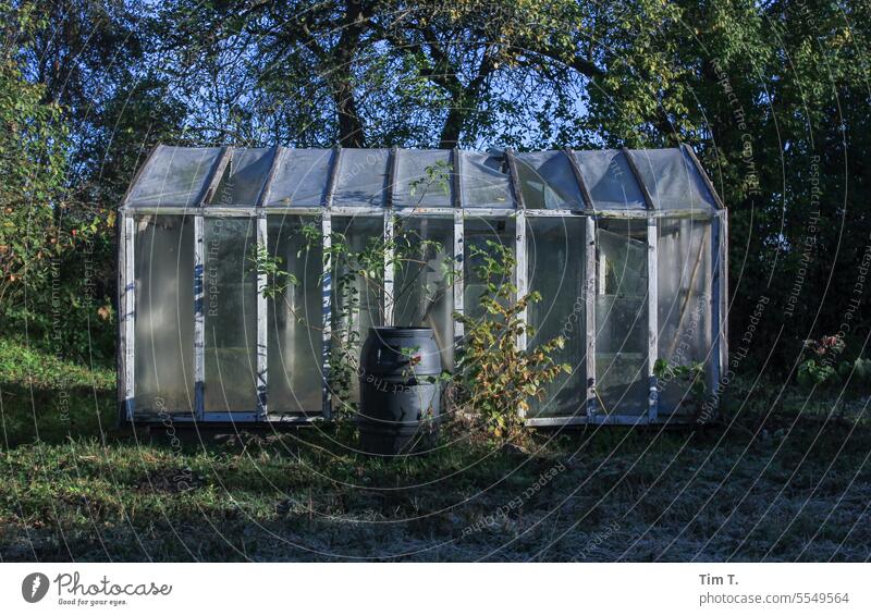 an old greenhouse Greenhouse Garden Autumn Plant Nature Botany Foliage plant Colour photo Deserted Exterior shot Day