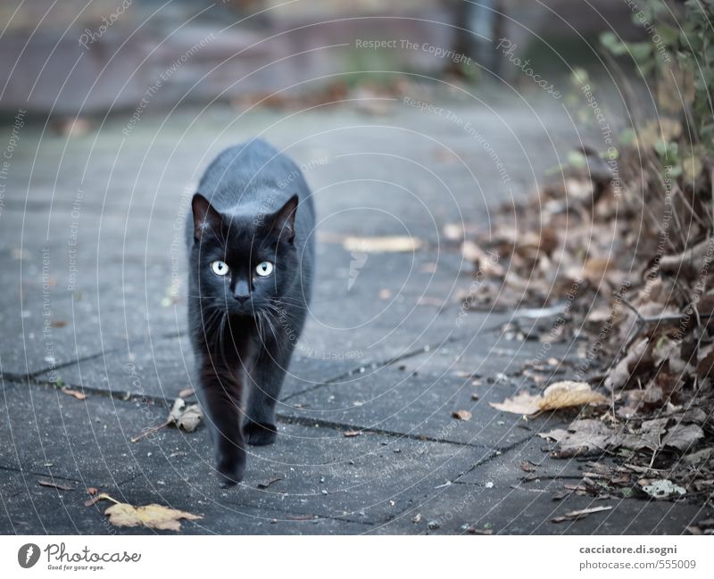 Ghost Cat Environment Autumn Beautiful weather Street Animal Pet 1 Threat Dark Creepy Gray Black Surprise Horror Adventure Fear Bizarre Apocalyptic sentiment