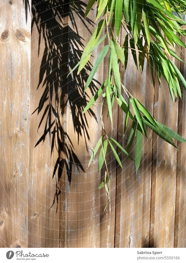 Bamboo branch with shade in front of a fence Fence Brown Green Fresh vivacious Shadow Light Beige Bright cheerful Plant Life Wood Shapes and structures leaves
